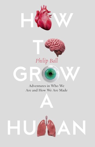 How grow human - to,